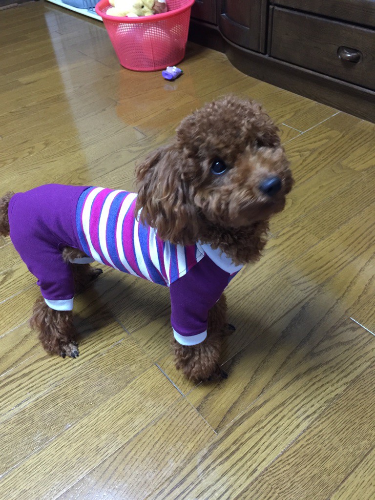 赤紫のコンビのつなぎ